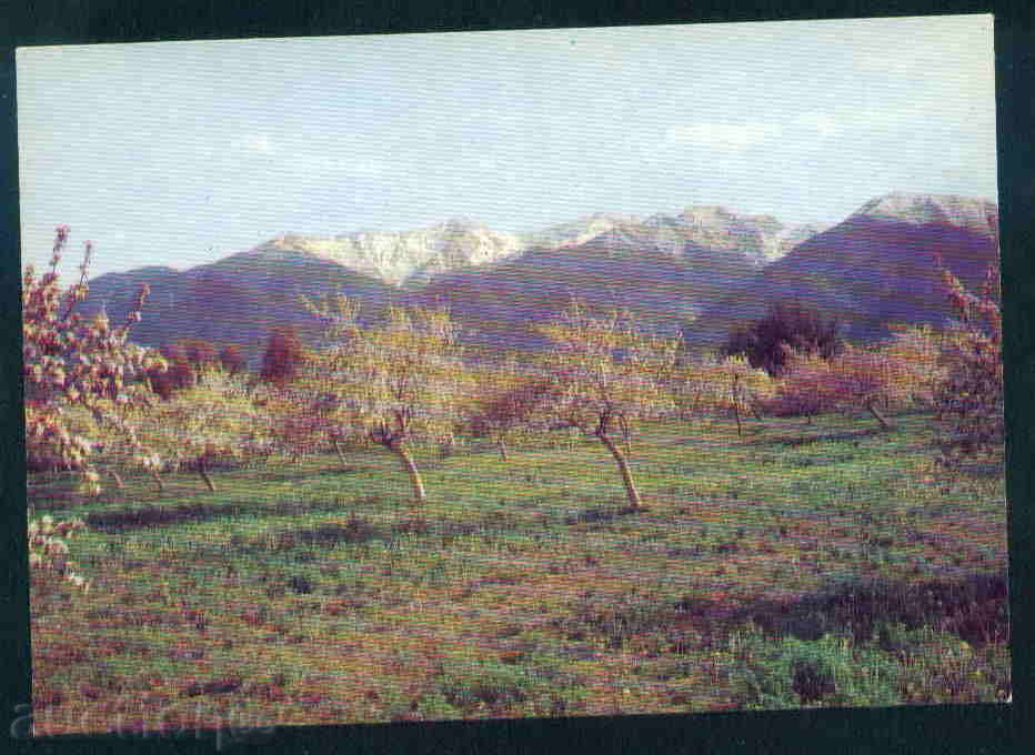 БАНСКО  - КАРТИЧКА Bulgaria postcard BANSKO 466