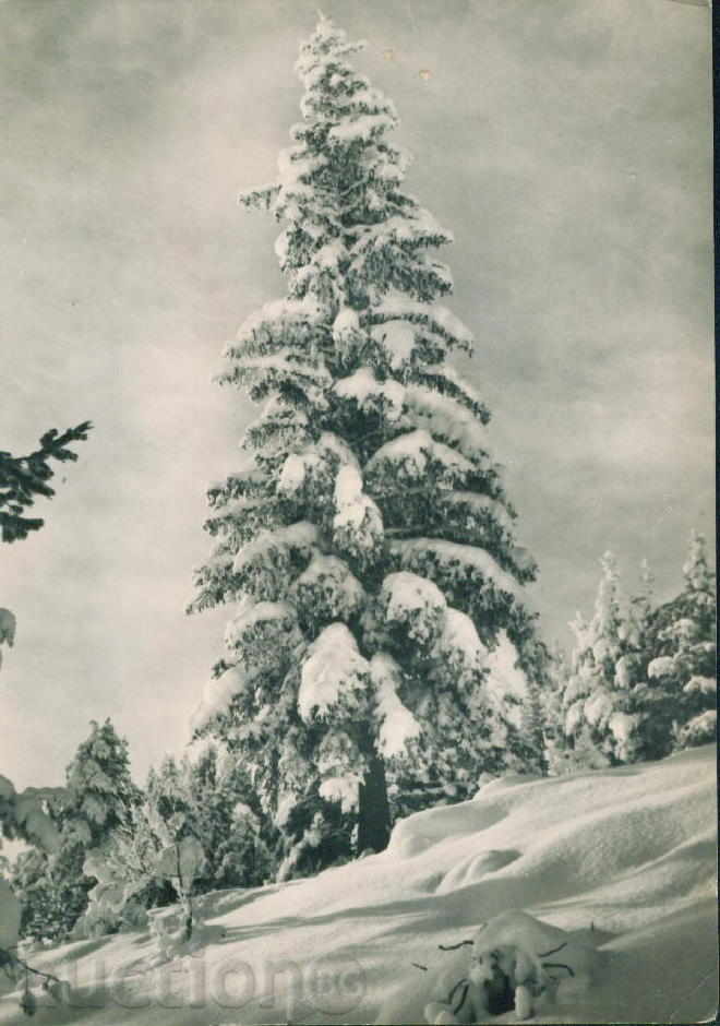 Auction Rila Mountain Bulgarian Photography A-34/1962 / M202 Auction Rila Mountain Bulgarian Photography A-34/1962 / M202