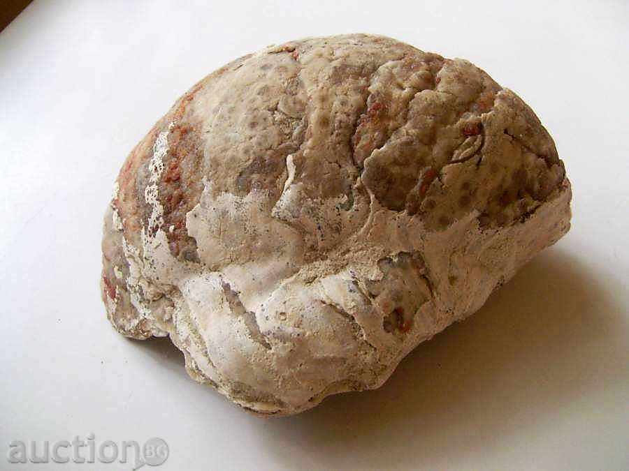 A very large fossil with price 10.00 BGN | € 5.11 A very large fossil with price 10.00 BGN | € 5.11