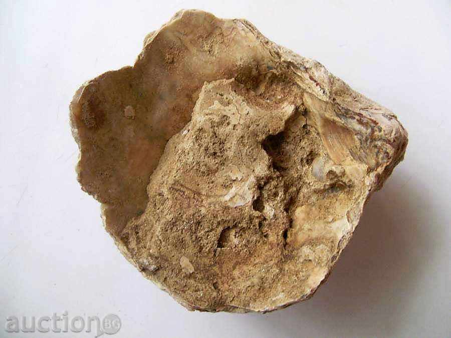 Auction A very large fossil Auction A very large fossil