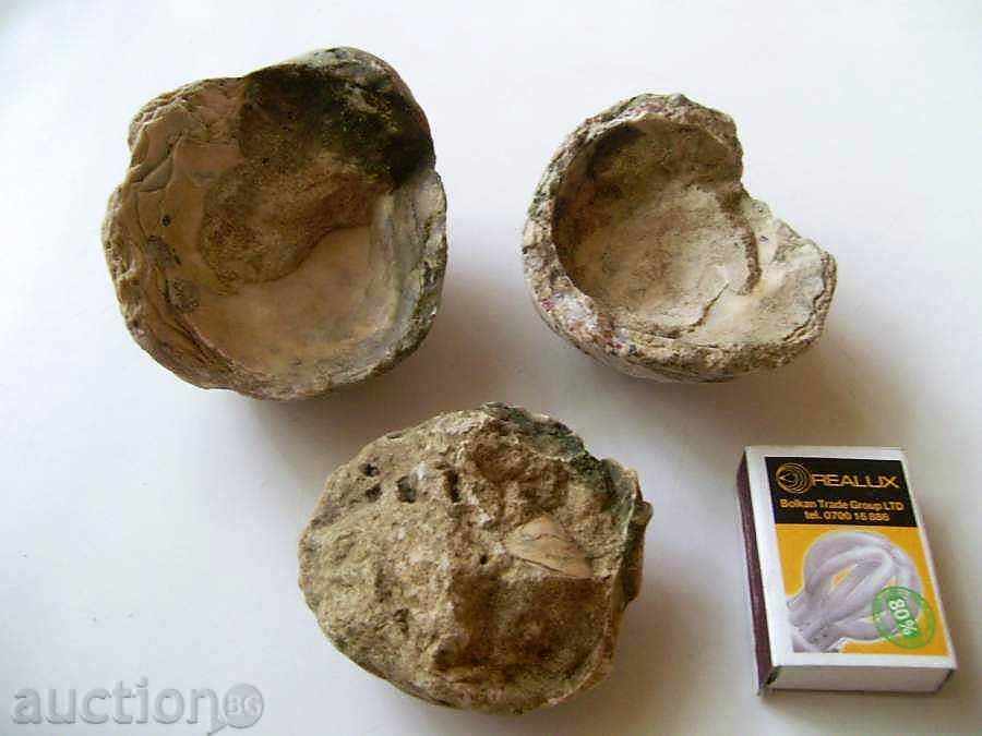 Fossils with price 10.00 BGN | € 5.11 Fossils with price 10.00 BGN | € 5.11