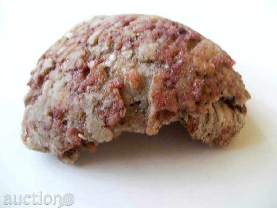 Fossil with interesting color with price 10.00 BGN | € 5.11 Fossil with interesting color with price 10.00 BGN | € 5.11