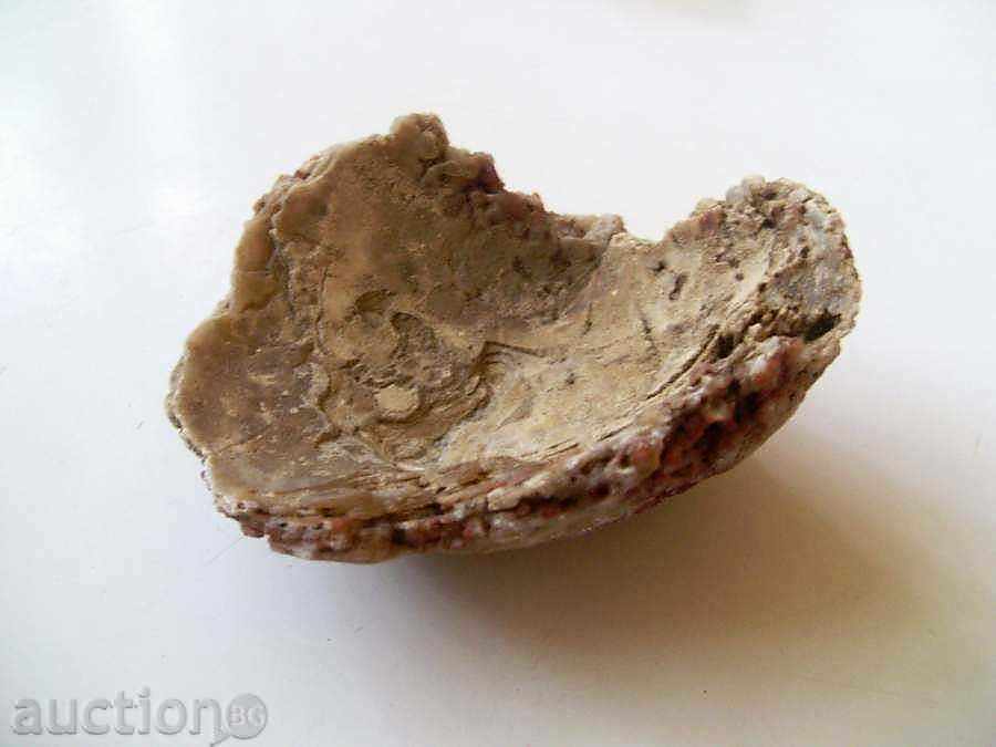 Auction Fossil with interesting color Auction Fossil with interesting color