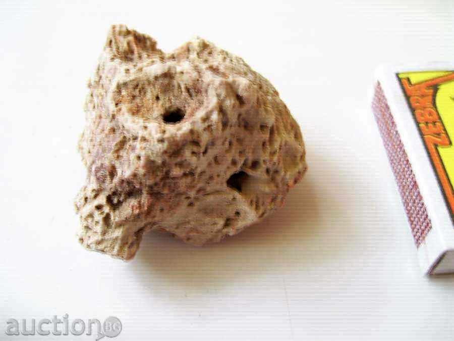 Fossil coral !!! with price 5.00 BGN | € 2.56 Fossil coral !!! with price 5.00 BGN | € 2.56
