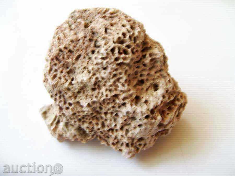 Fossil coral !!!