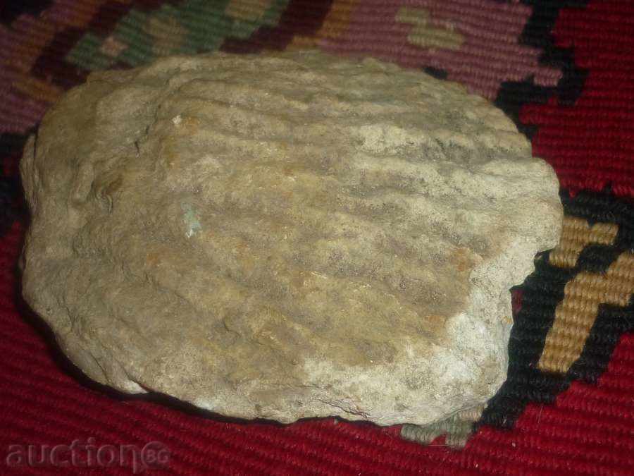 Fossilization with price 35.00 BGN | € 17.90 Fossilization with price 35.00 BGN | € 17.90