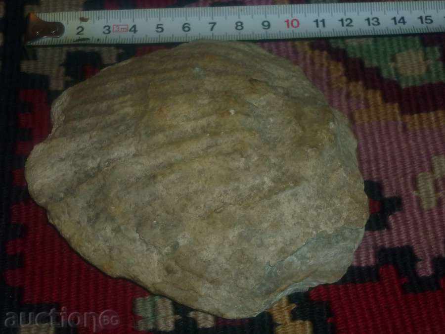 Auction Fossilization Auction Fossilization