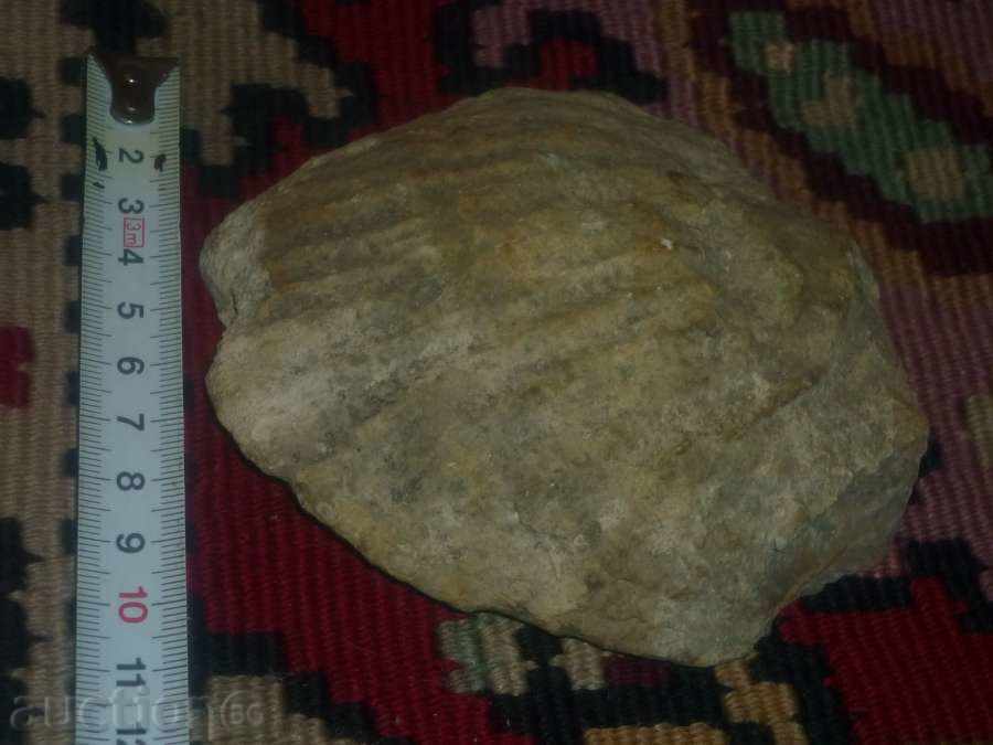 Fossilization - 5 Fossilization - 5