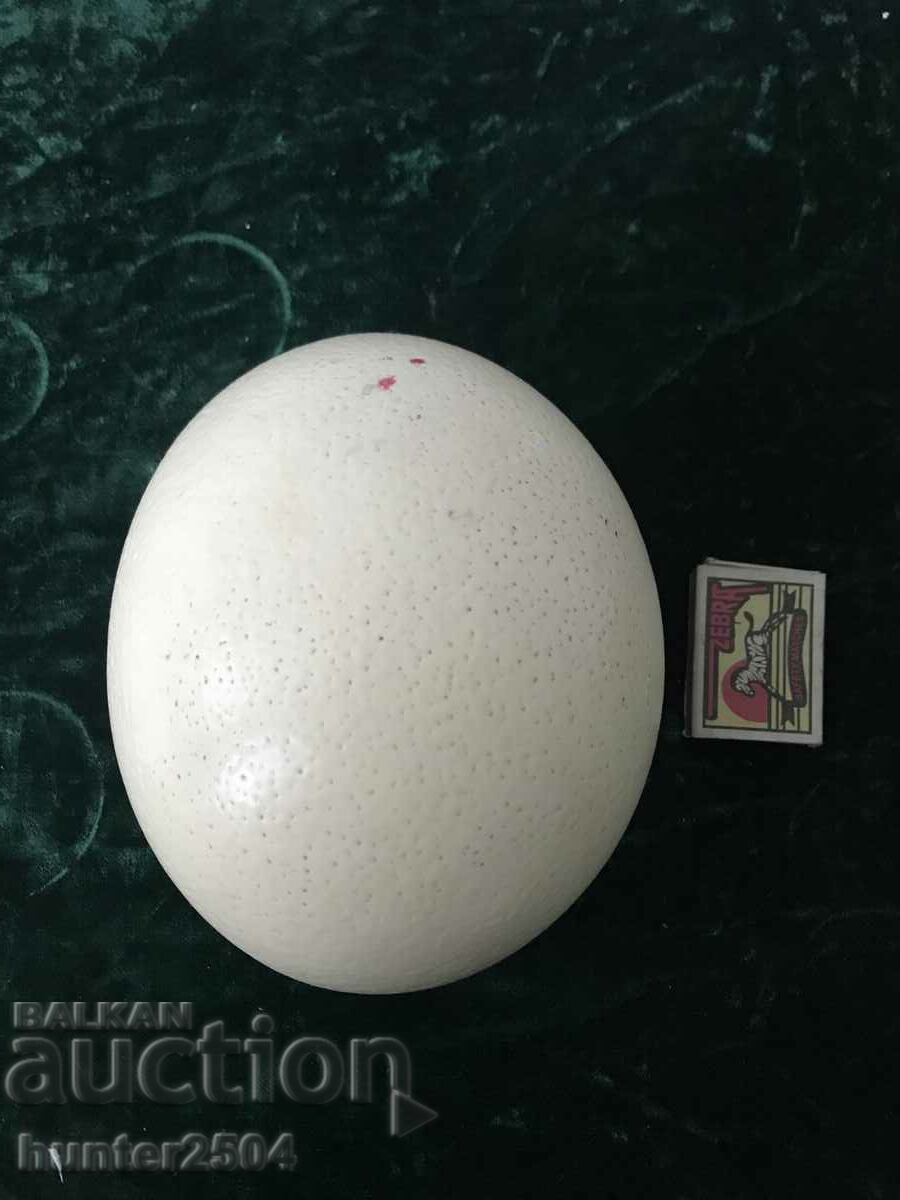 Яйце от щраус-21см