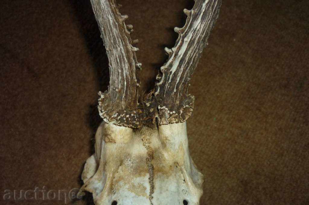 Cornul șefului sarandak cu preț 60.00 BGN | € 30.68