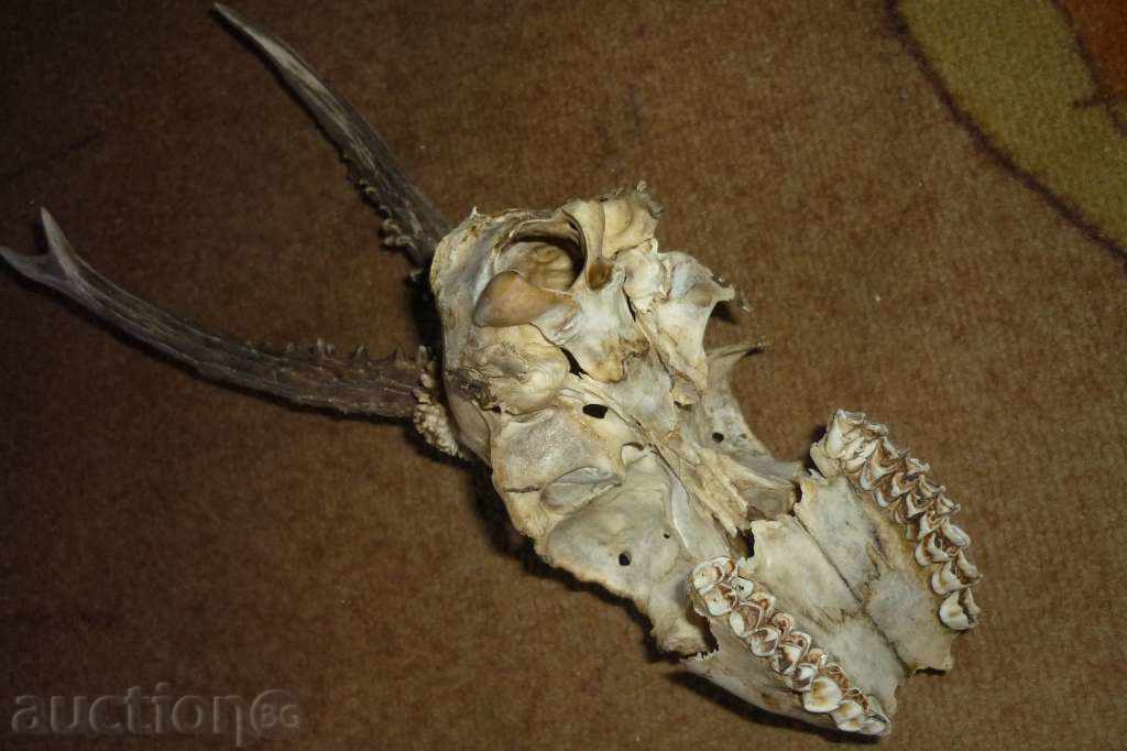 Licitație Cornul șefului sarandak