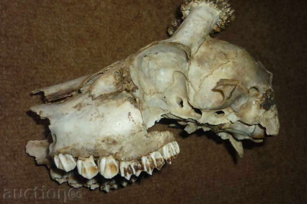 Livrarea Cornul șefului sarandak