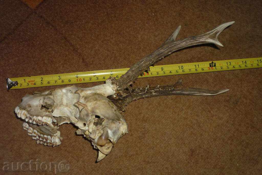 Cornul șefului sarandak - 5