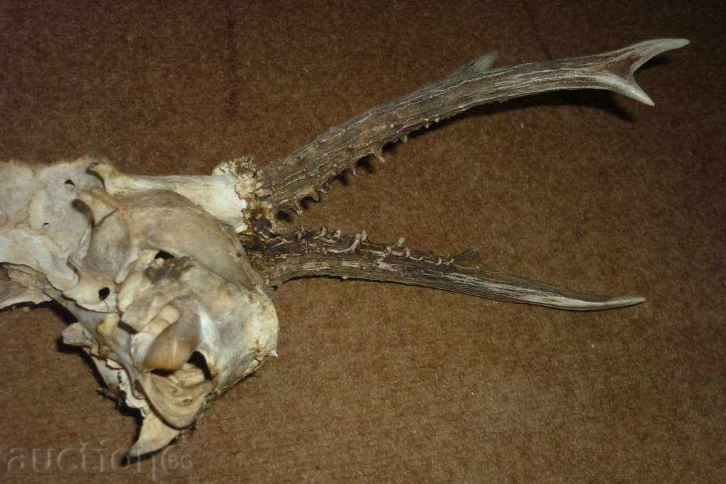 Cornul șefului sarandak - 6