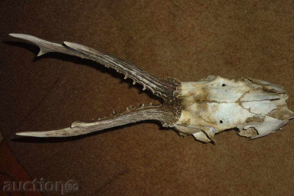 Cornul șefului sarandak - 7