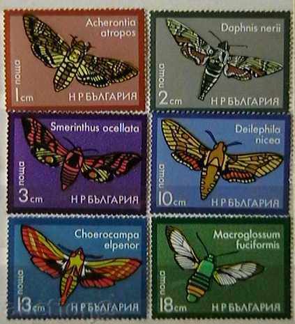 1975 Evening butterflies.