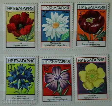 1973  Полски цветя.