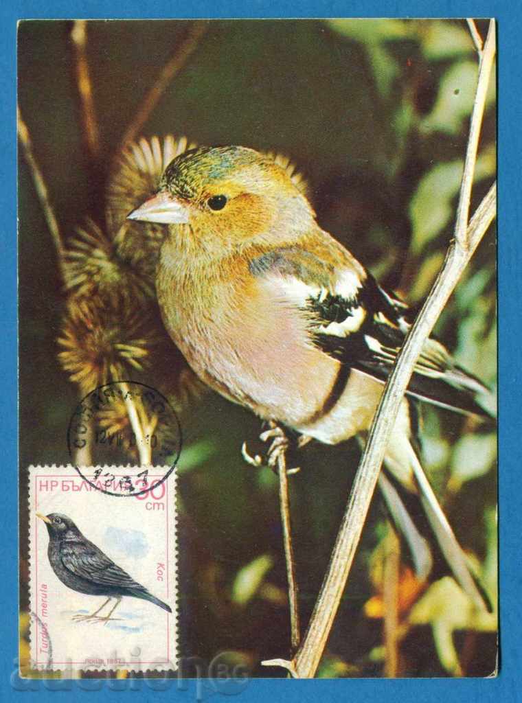 Η μέγιστη κάρτα - ΠΑΝΙΔΑ - ΚΩΣ BIRD / 120 231