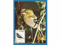 Η μέγιστη κάρτα - ΠΑΝΙΔΑ - ΚΩΣ BIRD / 120 231