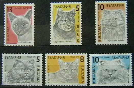 1989  Редовни - Котки.