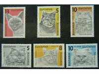 1989 Regular - Pisici.