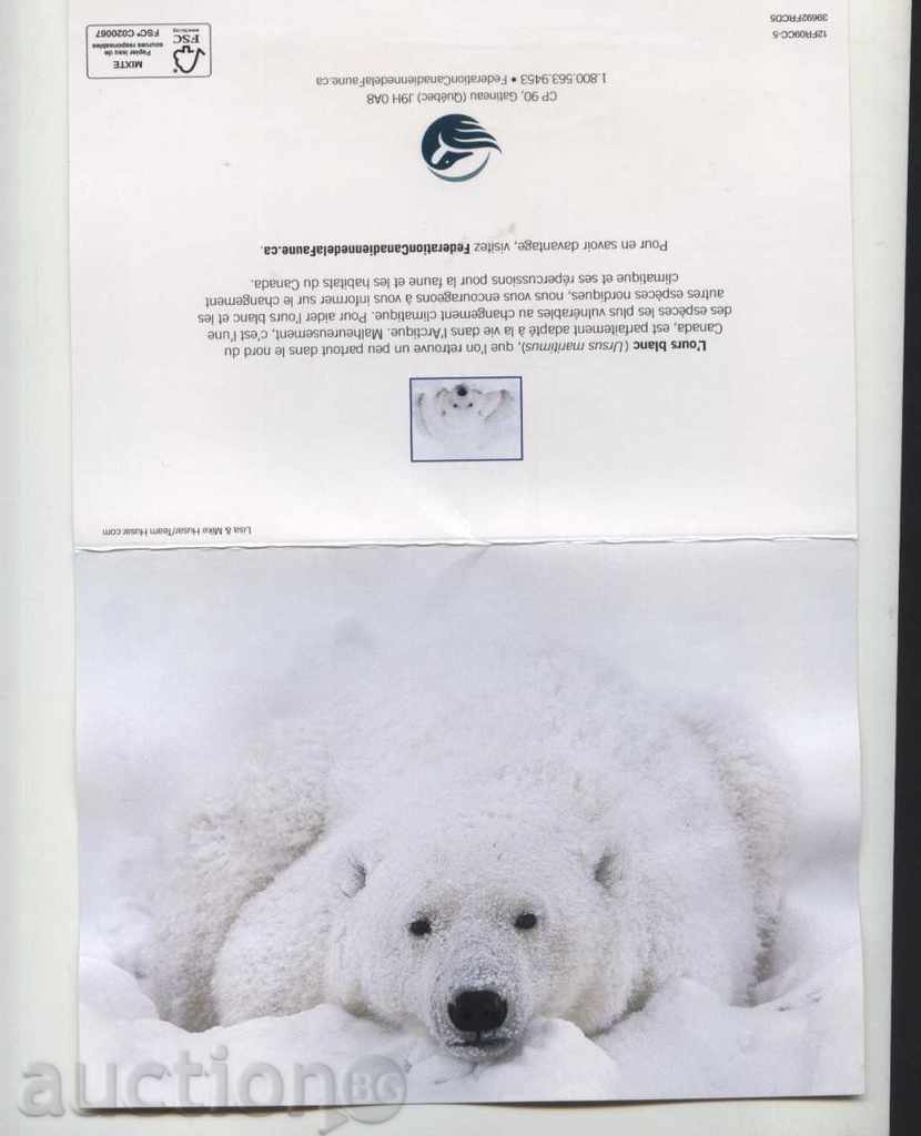 Auction White bear bear from Canada Auction White bear bear from Canada