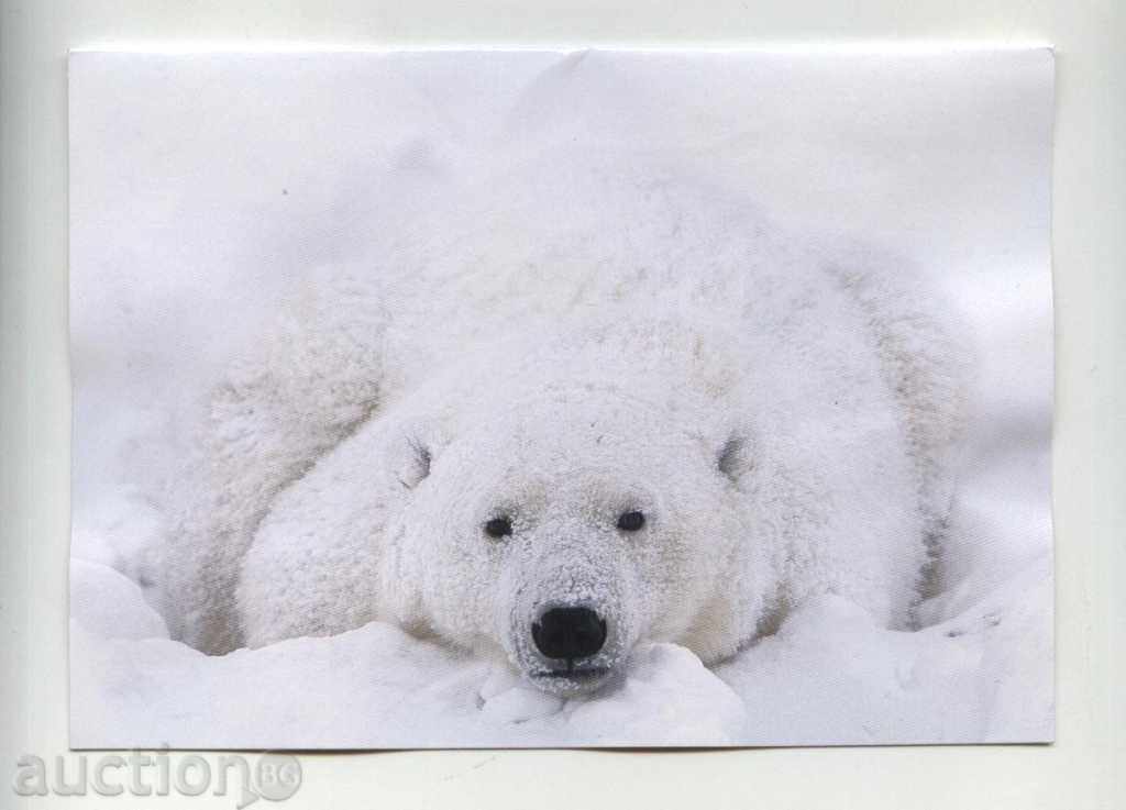 Картичка Бяла мечка  от  Канада