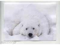 Κάρτα πολική αρκούδα από τον Καναδά