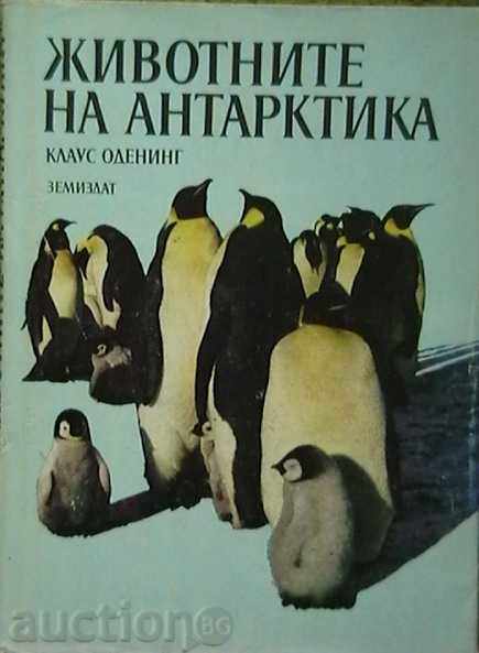 Animals of Antarctica