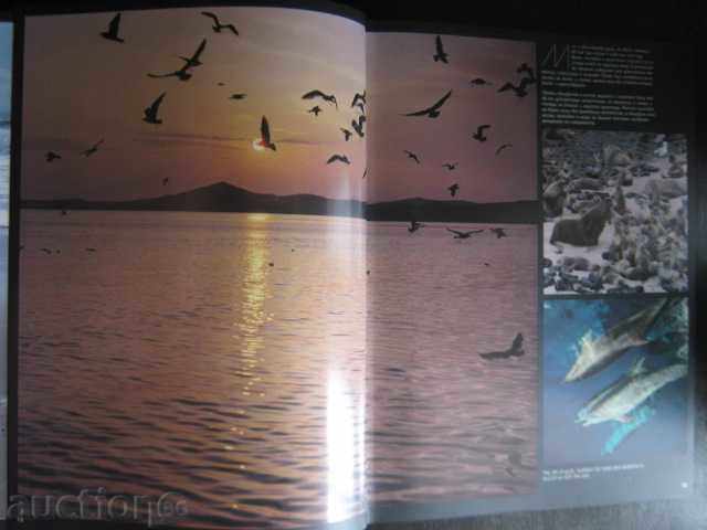 Auction Book "Living Ocean - N. Kalinin" - 240 p. Auction Book "Living Ocean - N. Kalinin" - 240 p.