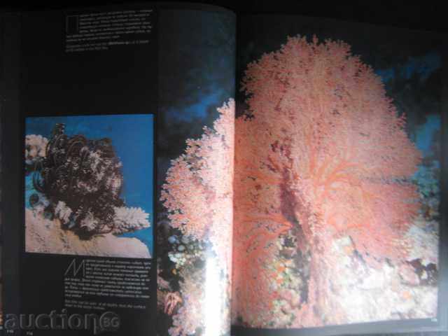 Book "Living Ocean - N. Kalinin" - 240 p. - 5 Book "Living Ocean - N. Kalinin" - 240 p. - 5