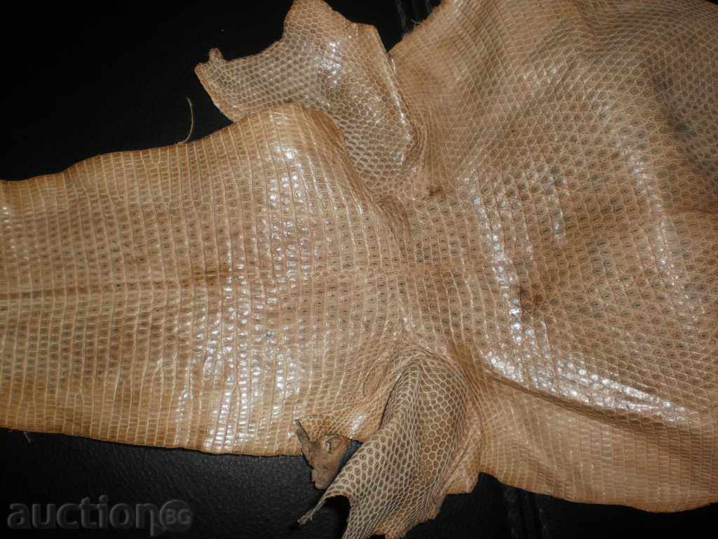 Auction Natural leather of lizard gicon, new price Auction Natural leather of lizard gicon, new price