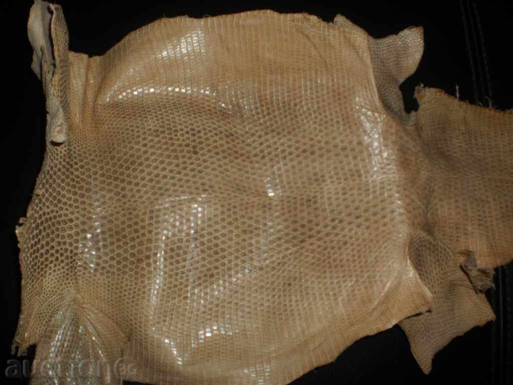 Natural leather of lizard gicon, new price - 5 Natural leather of lizard gicon, new price - 5