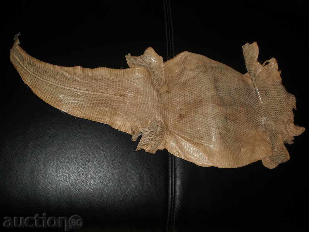 Natural leather of lizard gicon, new price - 6 Natural leather of lizard gicon, new price - 6