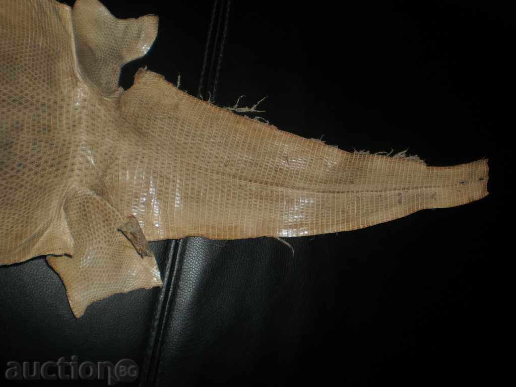 Natural leather of lizard gicon, new price - 7 Natural leather of lizard gicon, new price - 7
