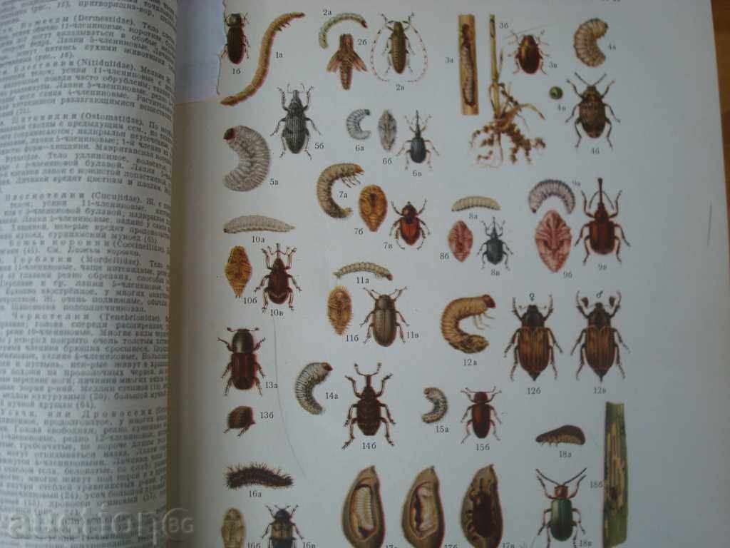 Rural-stop encyclopedia, Gol.F-t635p. Published in 1951. Moscow with price 14.95 BGN | € 7.64 Rural-stop encyclopedia, Gol.F-t635p. Published in 1951. Moscow with price 14.95 BGN | € 7.64