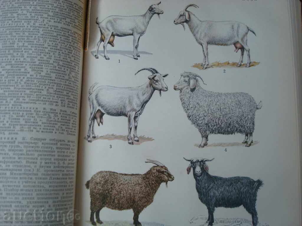 Auction Rural-stop encyclopedia, Gol.F-t635p. Published in 1951. Moscow Auction Rural-stop encyclopedia, Gol.F-t635p. Published in 1951. Moscow