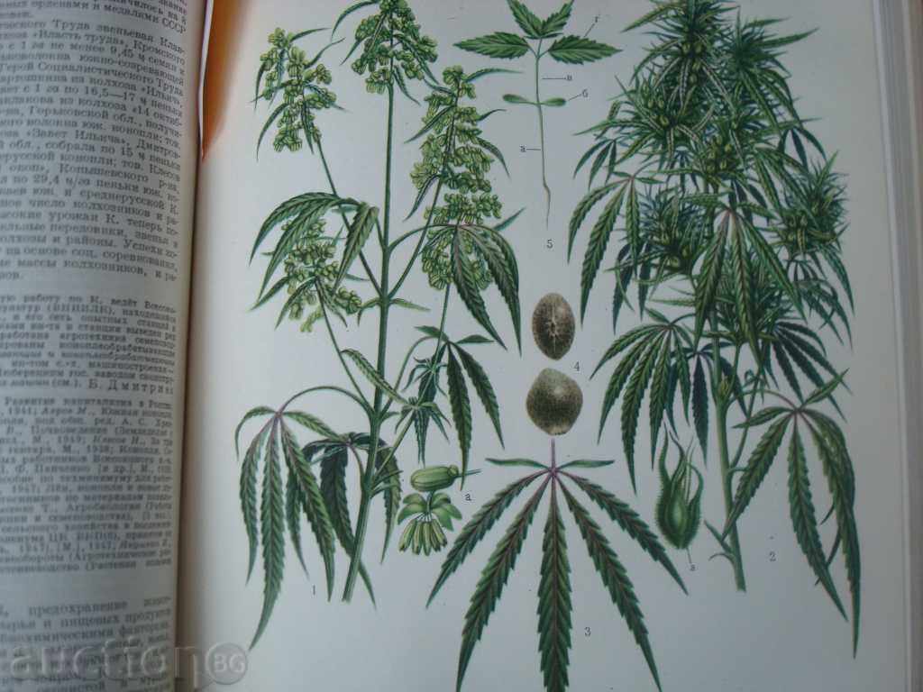 Rural-stop encyclopedia, Gol.F-t635p. Published in 1951. Moscow - 5 Rural-stop encyclopedia, Gol.F-t635p. Published in 1951. Moscow - 5