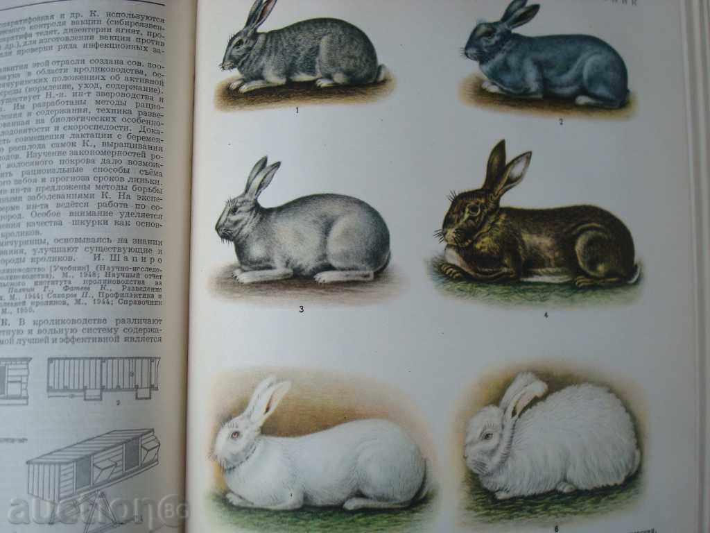 Rural-stop encyclopedia, Gol.F-t635p. Published in 1951. Moscow - 6 Rural-stop encyclopedia, Gol.F-t635p. Published in 1951. Moscow - 6