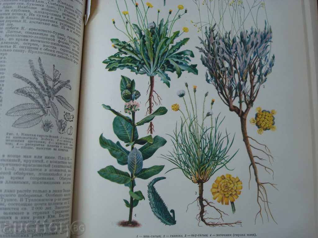 Rural-stop encyclopedia, Gol.F-t635p. Published in 1951. Moscow - 7 Rural-stop encyclopedia, Gol.F-t635p. Published in 1951. Moscow - 7