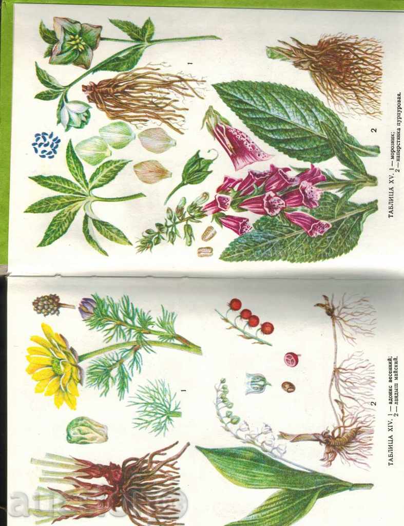 Auction KROVOOSTANALVUSTYE PLANT - I. AKOPOV / RUSSIAN / Auction KROVOOSTANALVUSTYE PLANT - I. AKOPOV / RUSSIAN /