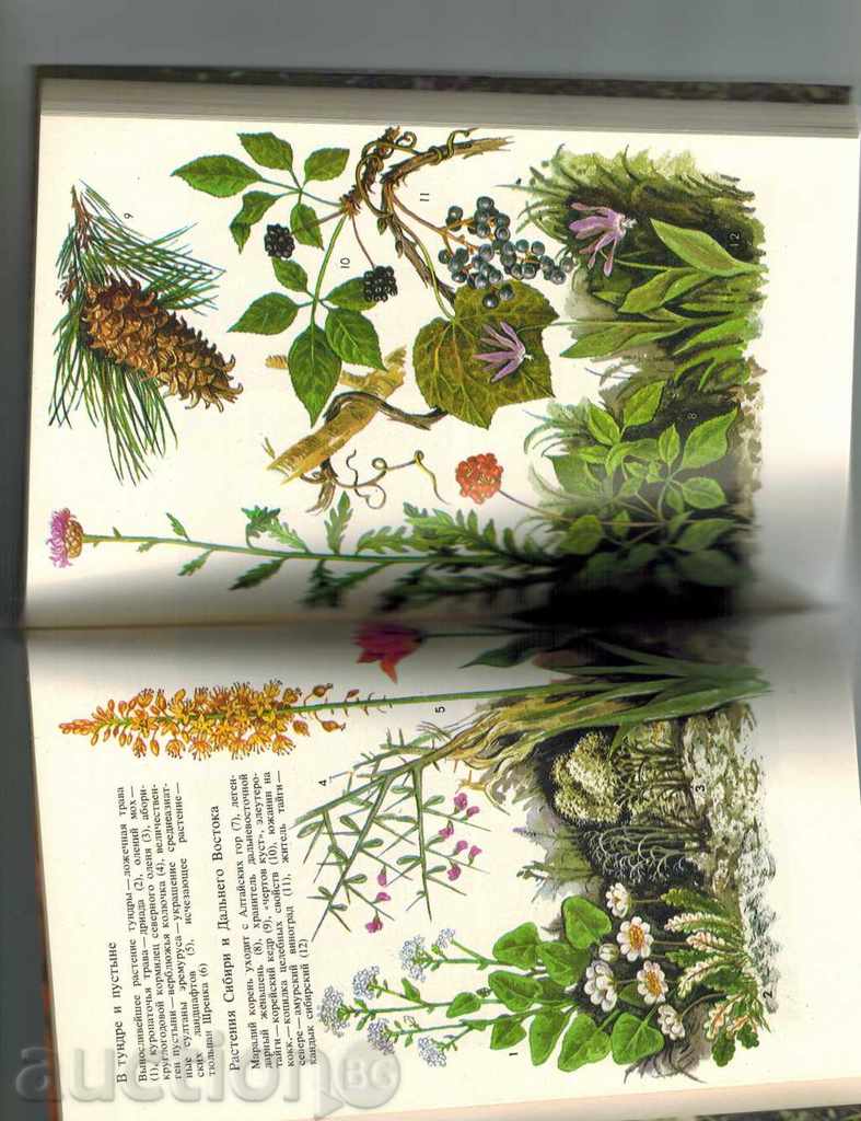 Auction  УЦКОЛЬЗАЮЩИЕ ЖЕМЧУЖИНЬЙ - ВЕРА ВТТЛАНА / НА РУСКИ /