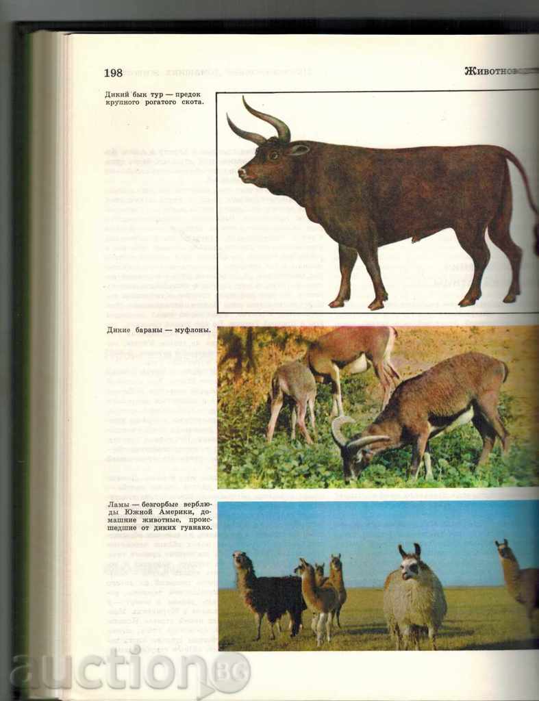 Auction CHILD ENCYCLOPEDIA THOMAS 6 - AGRICULTURE / IN RUSSIAN / Auction CHILD ENCYCLOPEDIA THOMAS 6 - AGRICULTURE / IN RUSSIAN /