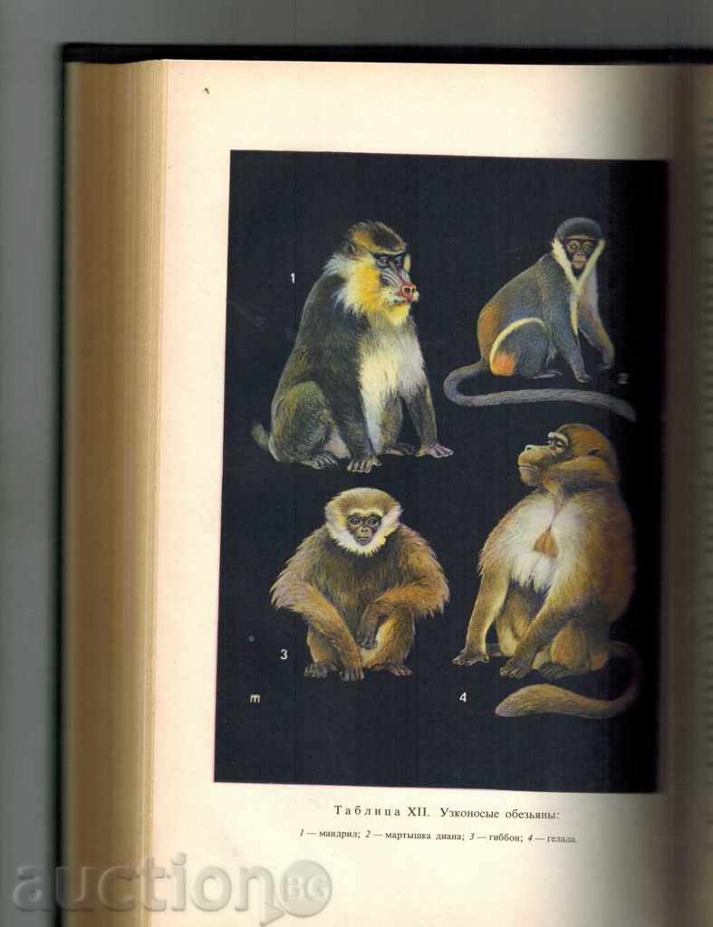 Auction ZOOLOGY - PUNISHER - S. NAUVOV / TO RUSSIAN / Auction ZOOLOGY - PUNISHER - S. NAUVOV / TO RUSSIAN /