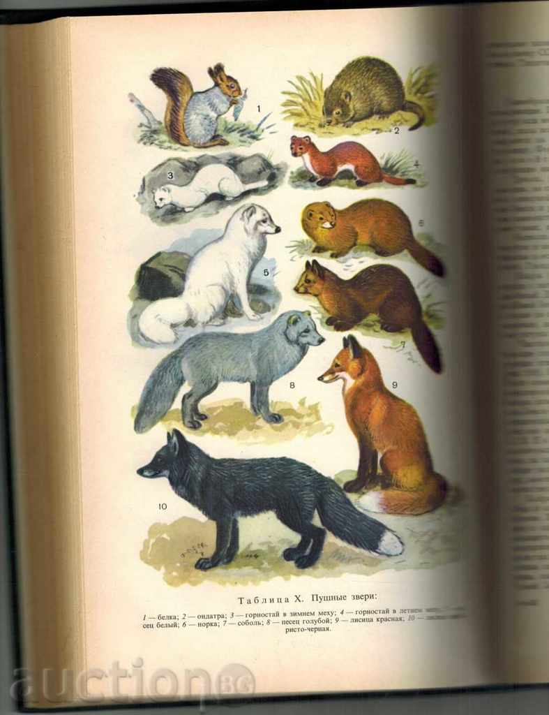 Delivery of ZOOLOGY - PUNISHER - S. NAUVOV / TO RUSSIAN / Delivery of ZOOLOGY - PUNISHER - S. NAUVOV / TO RUSSIAN /