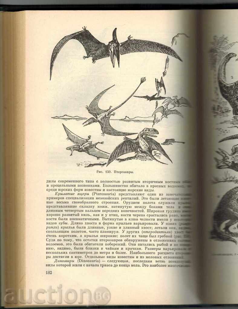 ZOOLOGY - PUNISHER - S. NAUVOV / TO RUSSIAN / - 5 ZOOLOGY - PUNISHER - S. NAUVOV / TO RUSSIAN / - 5