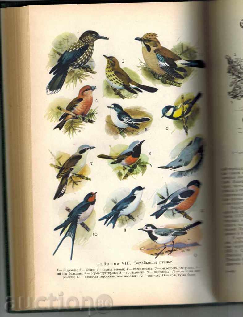 ZOOLOGY - PUNISHER - S. NAUVOV / TO RUSSIAN / - 6 ZOOLOGY - PUNISHER - S. NAUVOV / TO RUSSIAN / - 6