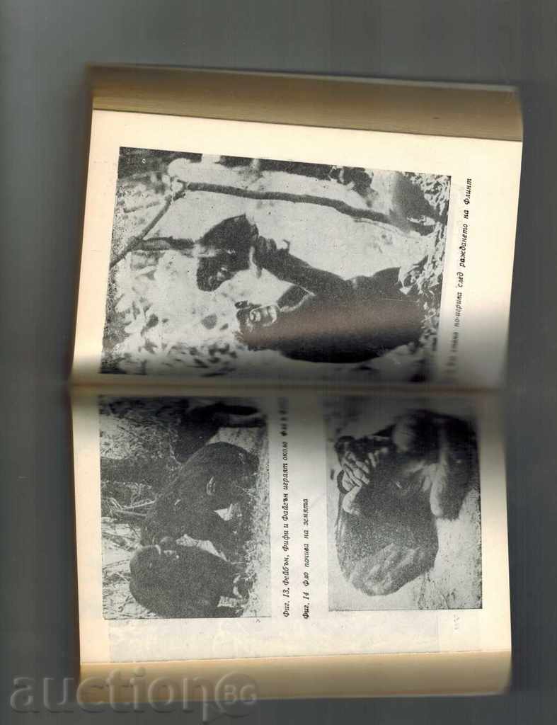 Delivery of IN HUMAN SHADOW / HUMAN MAMMUNY / - JAINE GUDOL