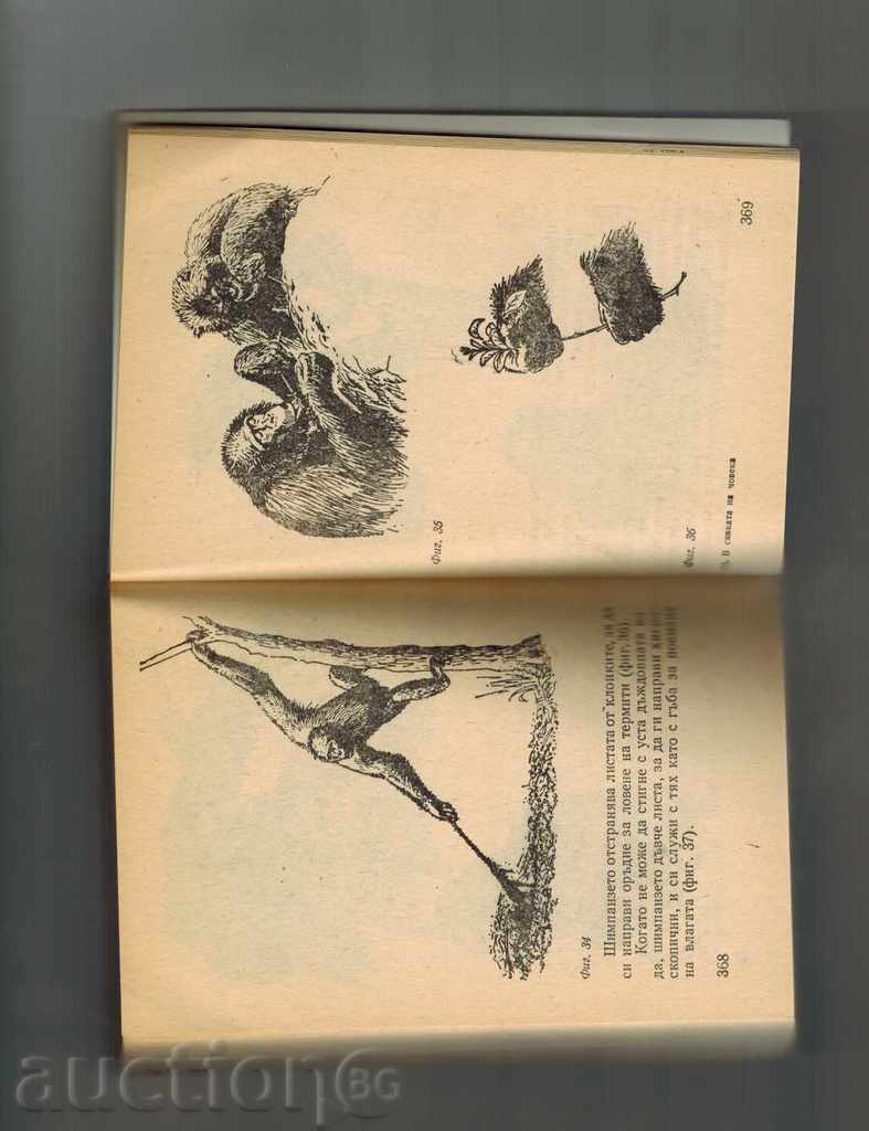 IN HUMAN SHADOW / HUMAN MAMMUNY / - JAINE GUDOL - 6