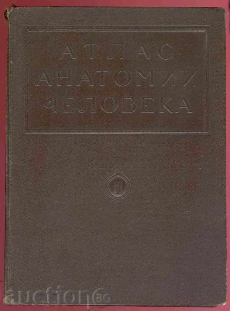 Atlas Anatomy Man. Volume 2 - V. Vorobyov, R. Sinelnikov